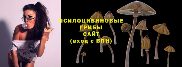 индика Новозыбков