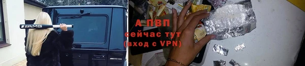 индика Новозыбков